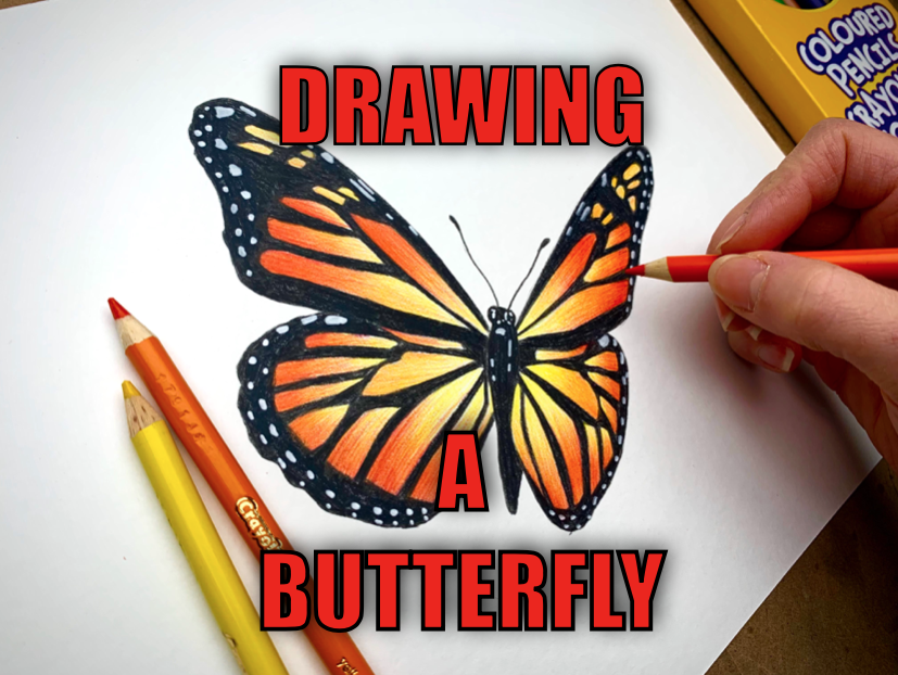 Morning Glory Flower and Butterfly Pencil Drawing :: Behance